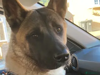 Akita dogs Shatzy is looking for a new home - Advert 1