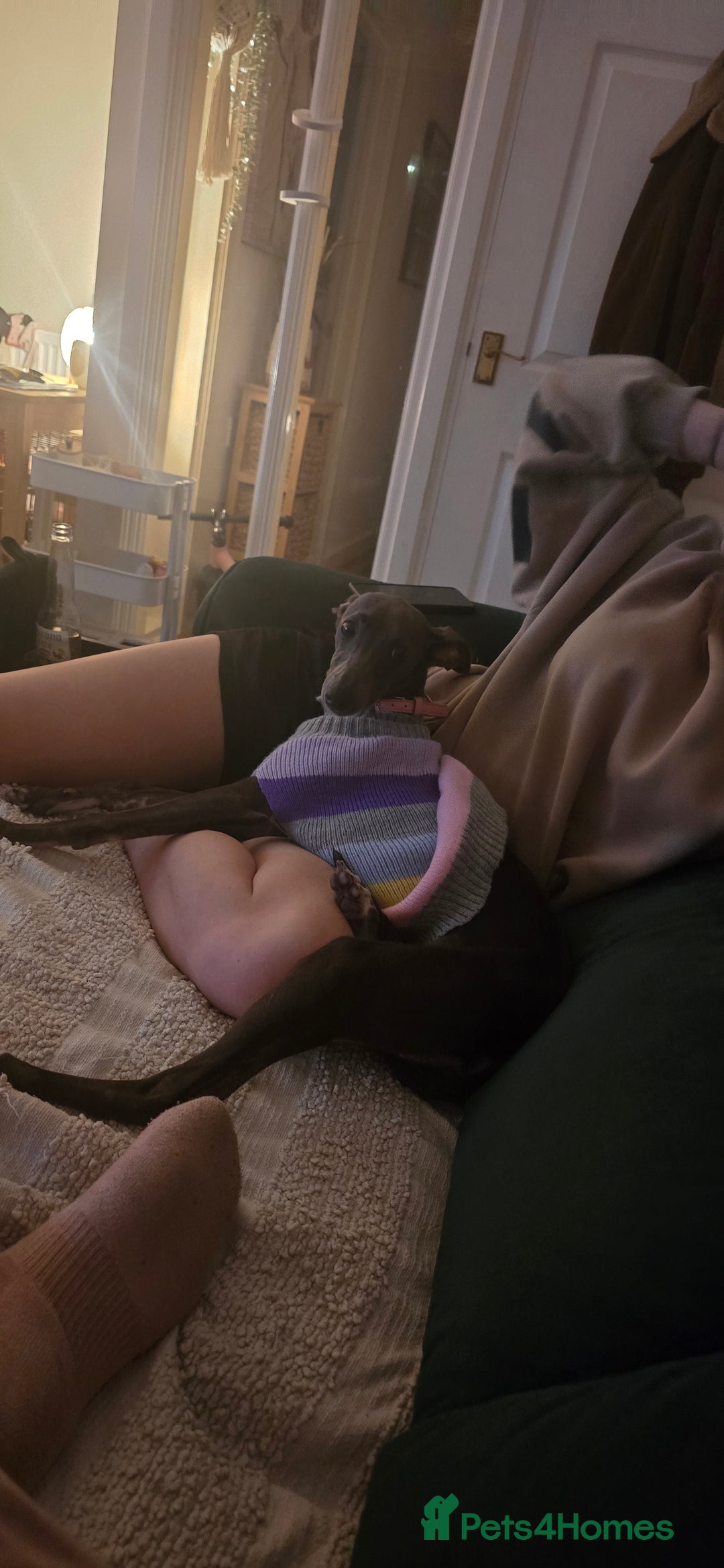 Whippet dogs for sale: Miss lady  - Advert 6