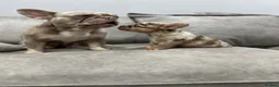 French Bulldog dogs for sale: French bulldogs  - Advert 11