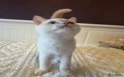British Shorthair cats for sale: BSH GCCF cream colourpoint male  - Image 6