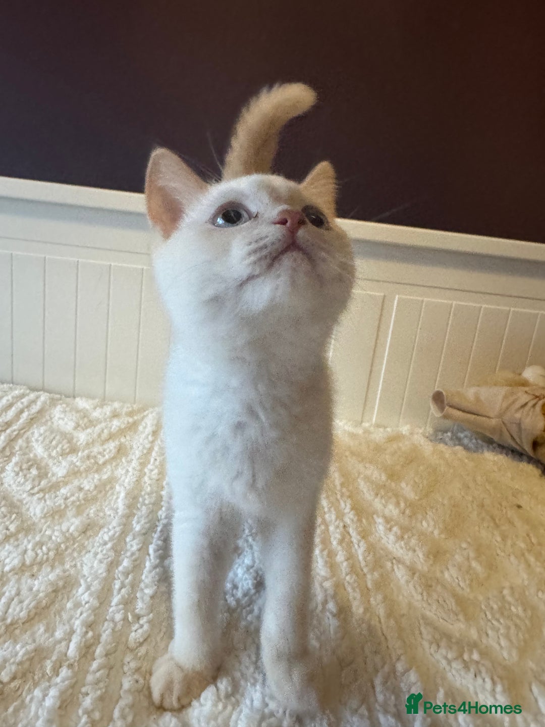 British Shorthair cats for sale: BSH GCCF cream colourpoint male  - Image 6