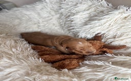 Australian Labradoodle dogs for sale: Pure Multigen Australian Labradoodle Puppies - Image 24