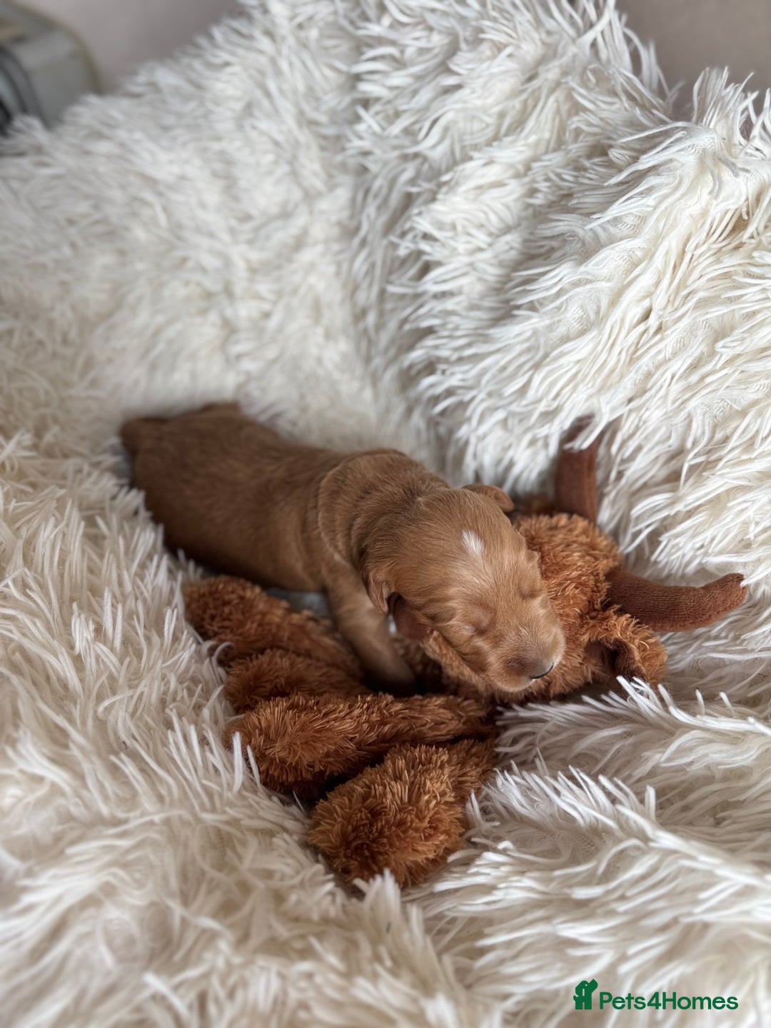 Australian Labradoodle dogs for sale: Pure Multigen Australian Labradoodle Puppies - Image 24