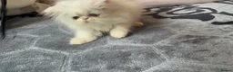 Persian cats for sale: Two pretty Persian kittens looking for a home - Advert 7