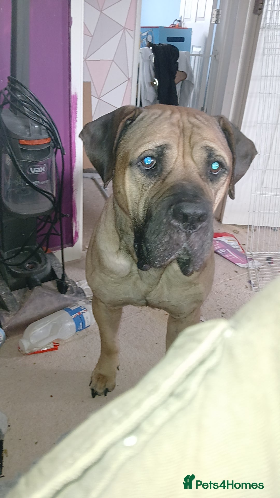 Mixed Breed dogs for sale: Looking for a new home. - Advert 7