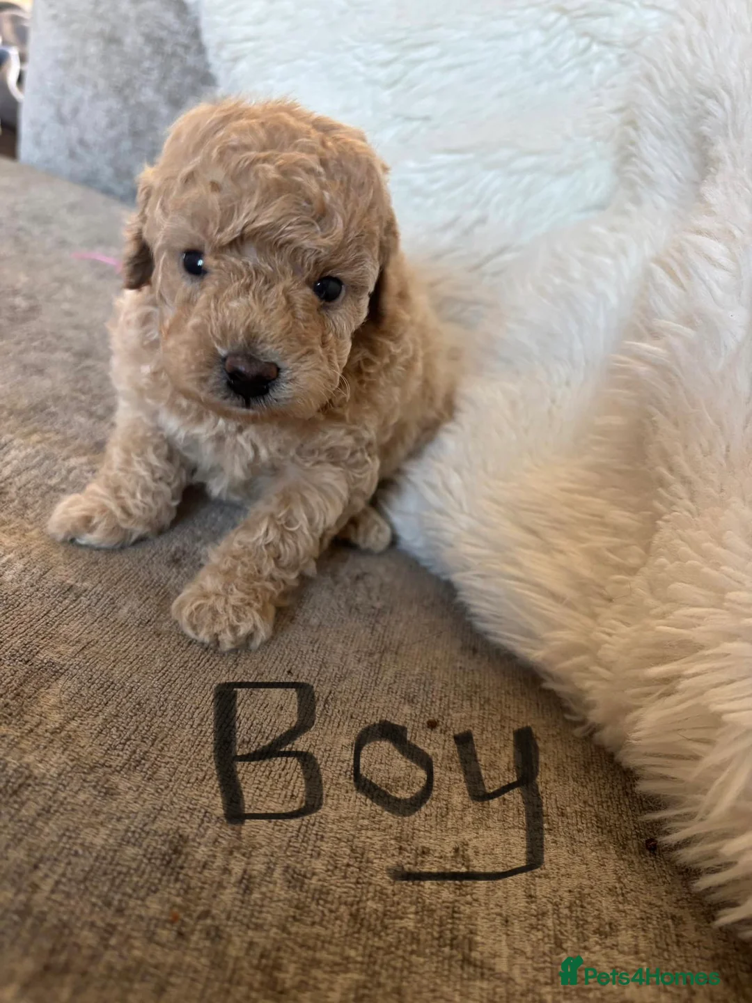 Toy Poodle dogs for sale: Toy poodle puppies for sale - Advert 2