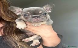 French Bulldog dogs for sale: 1 Gorgeous Lilac & Cherry Tan Girl Frenchie LEFT - Image 8