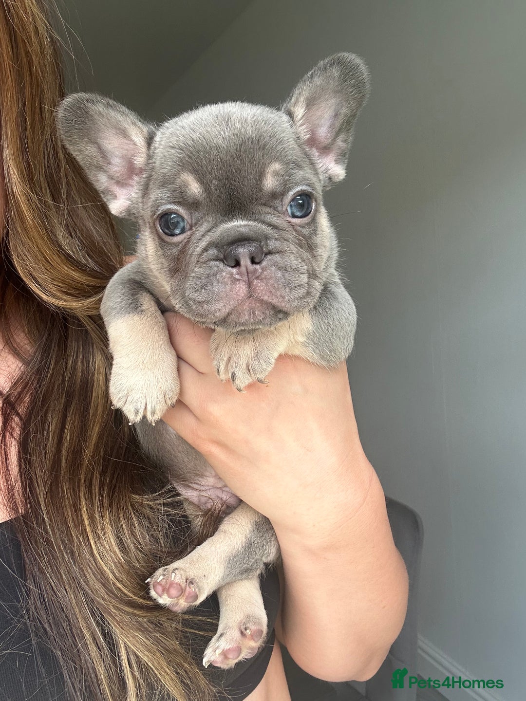 French Bulldog dogs for sale: 1 Gorgeous Lilac & Cherry Tan Girl Frenchie LEFT - Image 8