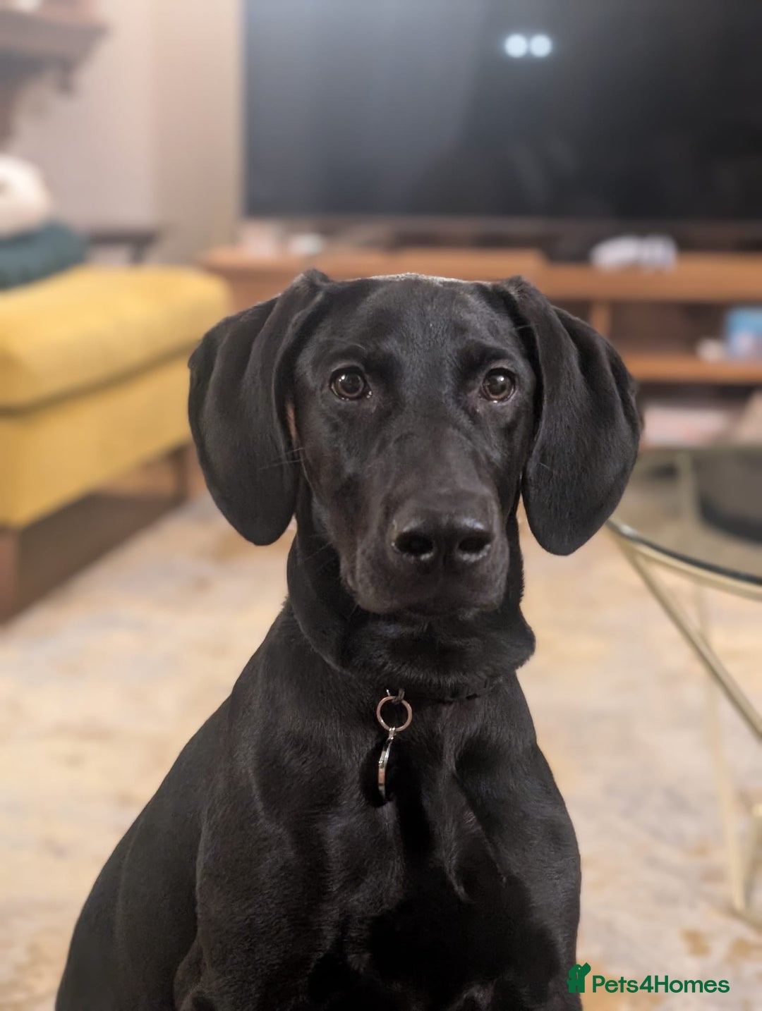 Mixed Breed dogs for sale: Doberman X Weimaraner  - Advert 6