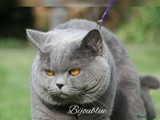 British Shorthair cats in London - Advert 23