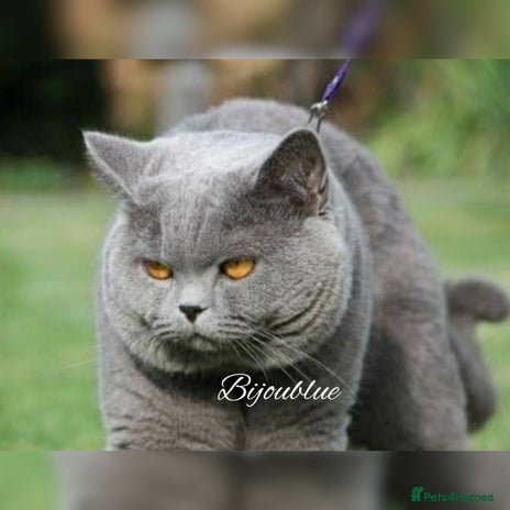 British Shorthair cats in London - Advert 2