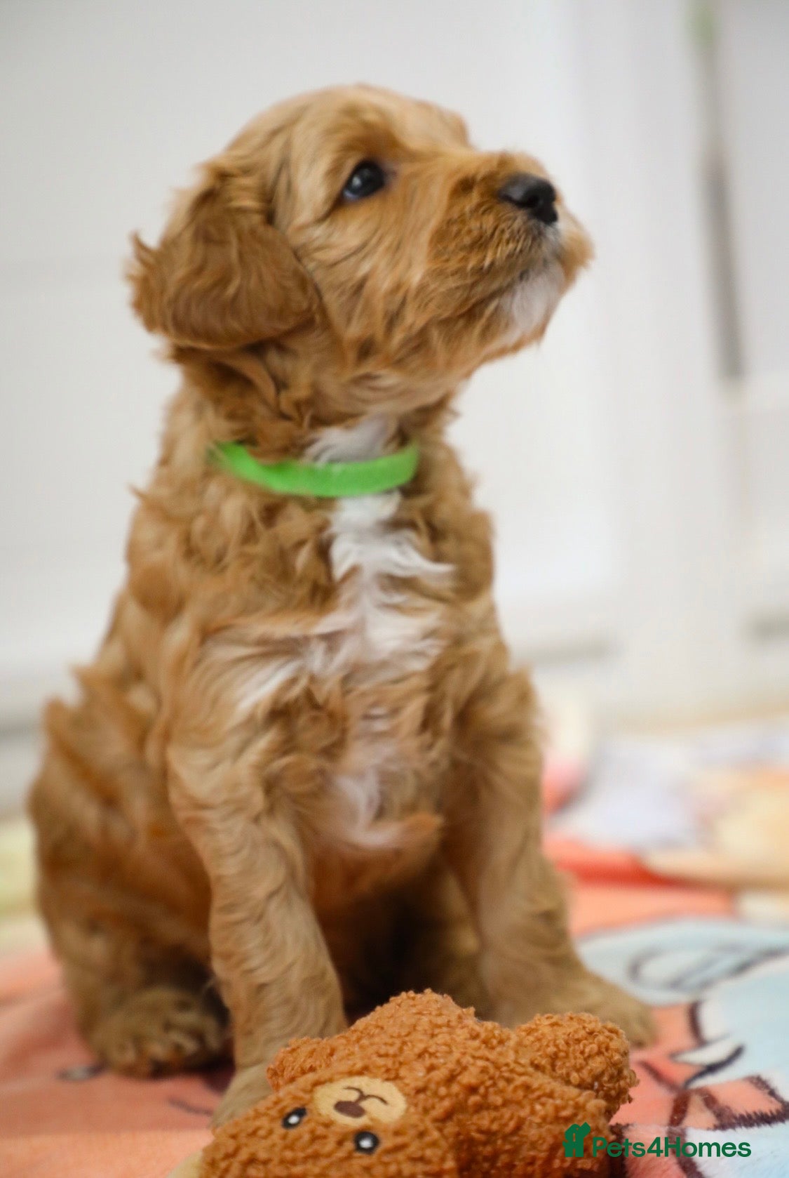 Australian Labradoodle dogs Australian Labradoodles - Advert 5