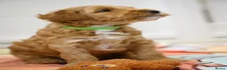Australian Labradoodle dogs for sale: Australian Labradoodles Multigenerational  - Advert 22