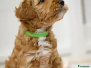 Australian Labradoodle dogs Australian Labradoodles - Advert 5