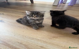 Persian cats for sale: Persian BSH kittens ready next weekend - Image 4