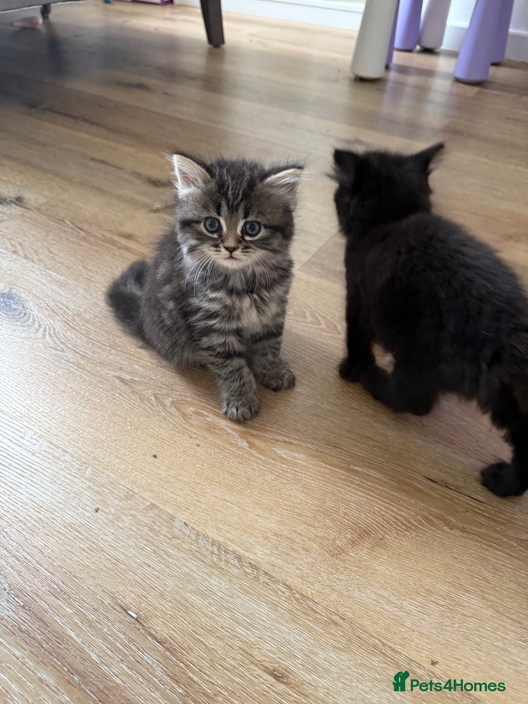 Persian cats for sale: Persian BSH kittens ready next weekend - Image 4