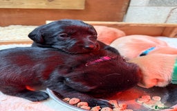 Labrador Retriever dogs for sale: Pedigree Working Lab Puppies. Ready 8th November - Image 13