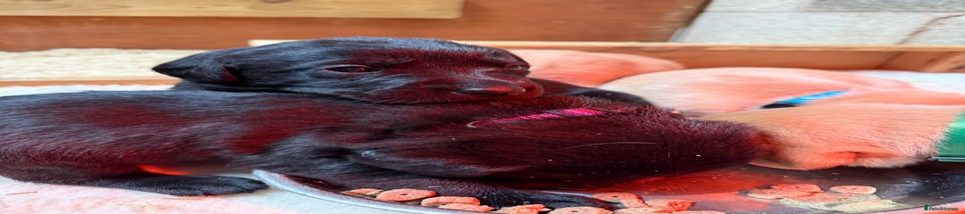 Labrador Retriever Puppy 4