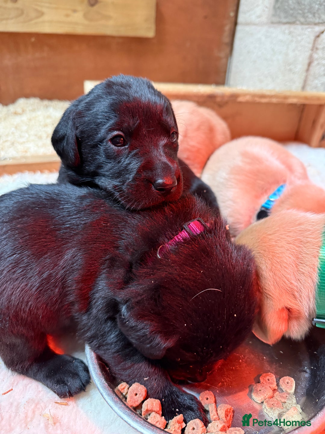 Labrador Retriever dogs for sale: Pedigree Working Lab Puppies. Ready 8th November - Image 13