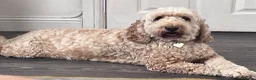 Cockapoo dogs for sale: Cockerpoo male 4 year old available  in Newport - Advert 1