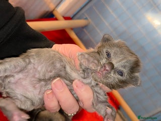 Maine Coon cats TICA beautiful Maine Coon Kittens - Advert 1