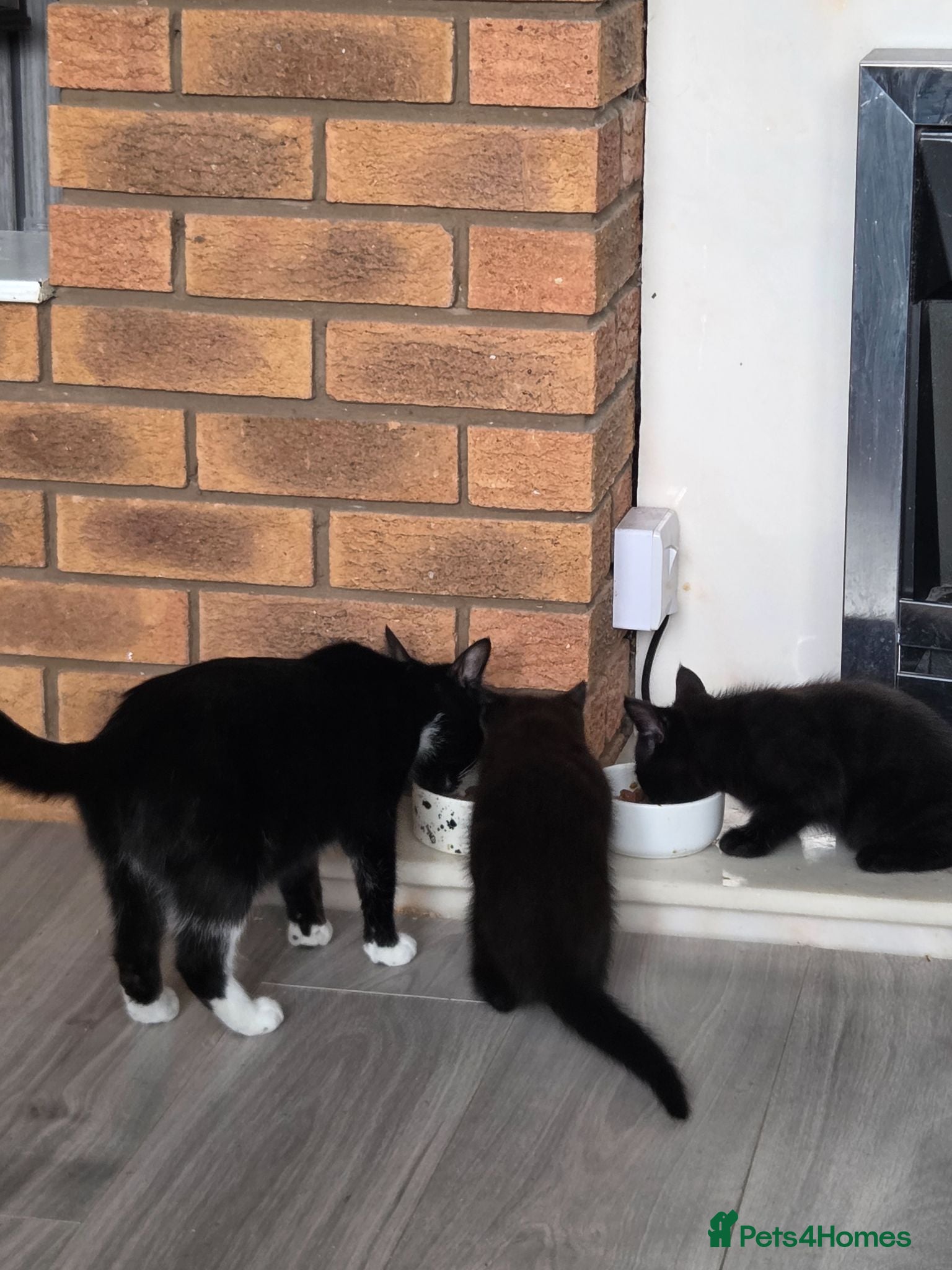 Mixed Breed cats 2 x kittens - Advert 2