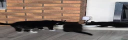 Mixed Breed cats for sale: 2 x kittens in Hyde - Advert 1