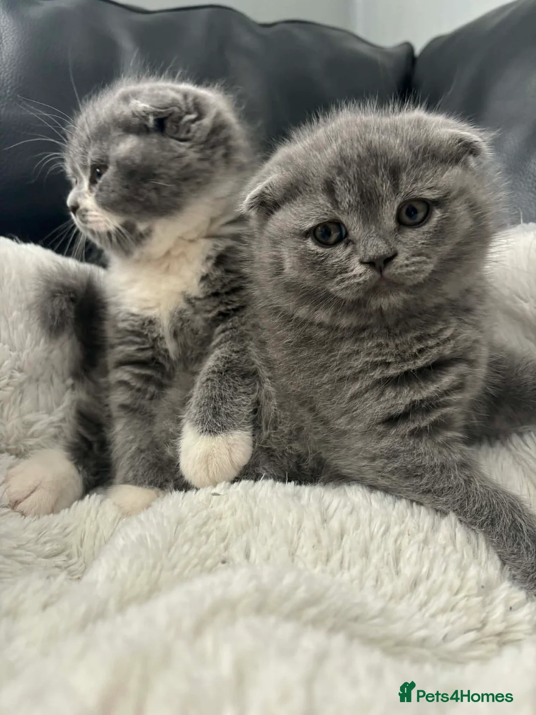 British Shorthair cats for sale: British shorthair  - Advert 2