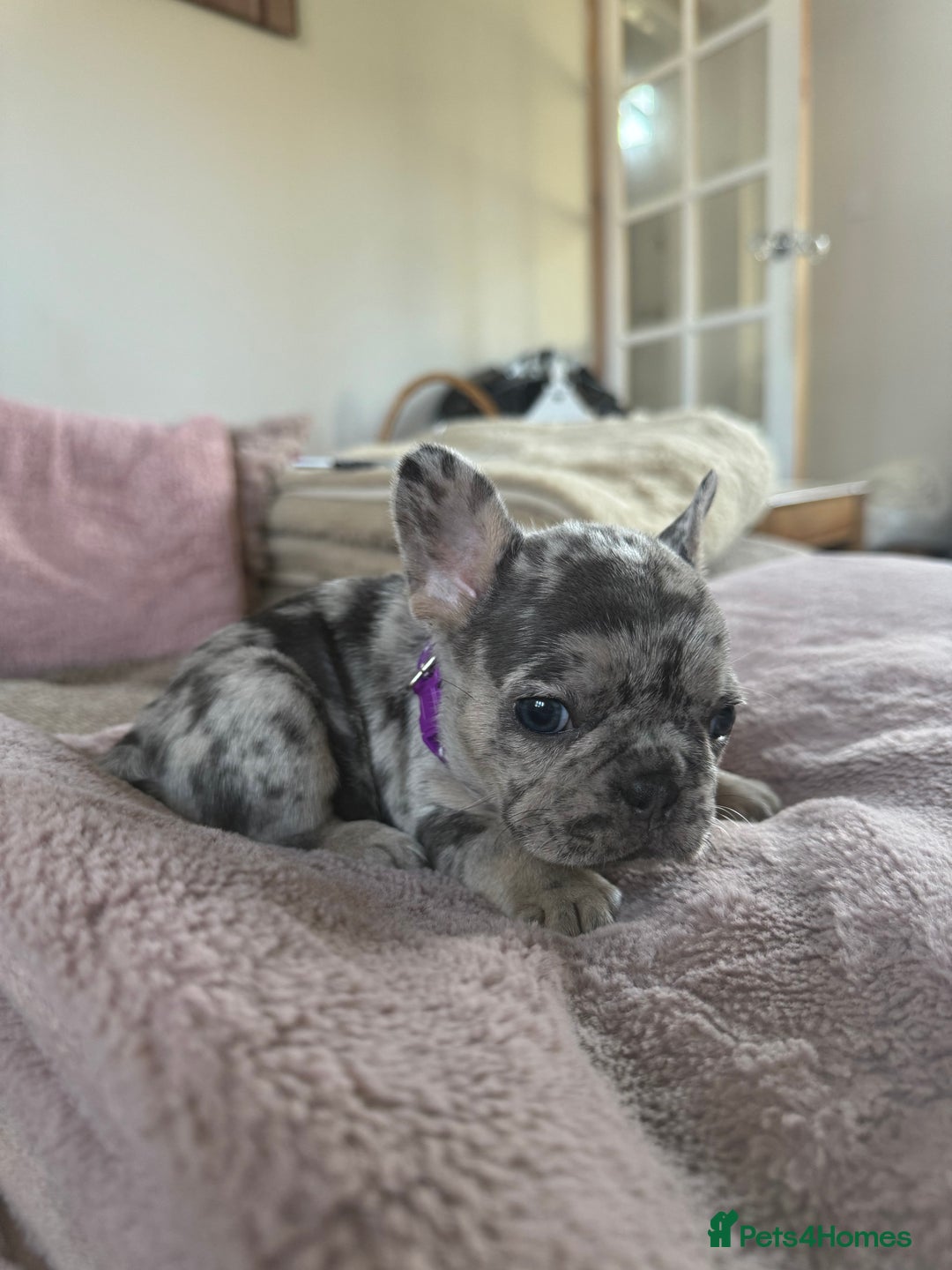 French Bulldog dogs for sale: Beautiful French Bulldog pups 5 girls 1 boy - Image 4