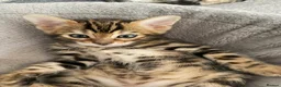 Bengal cats for sale: Bengal kittens  - Advert 24