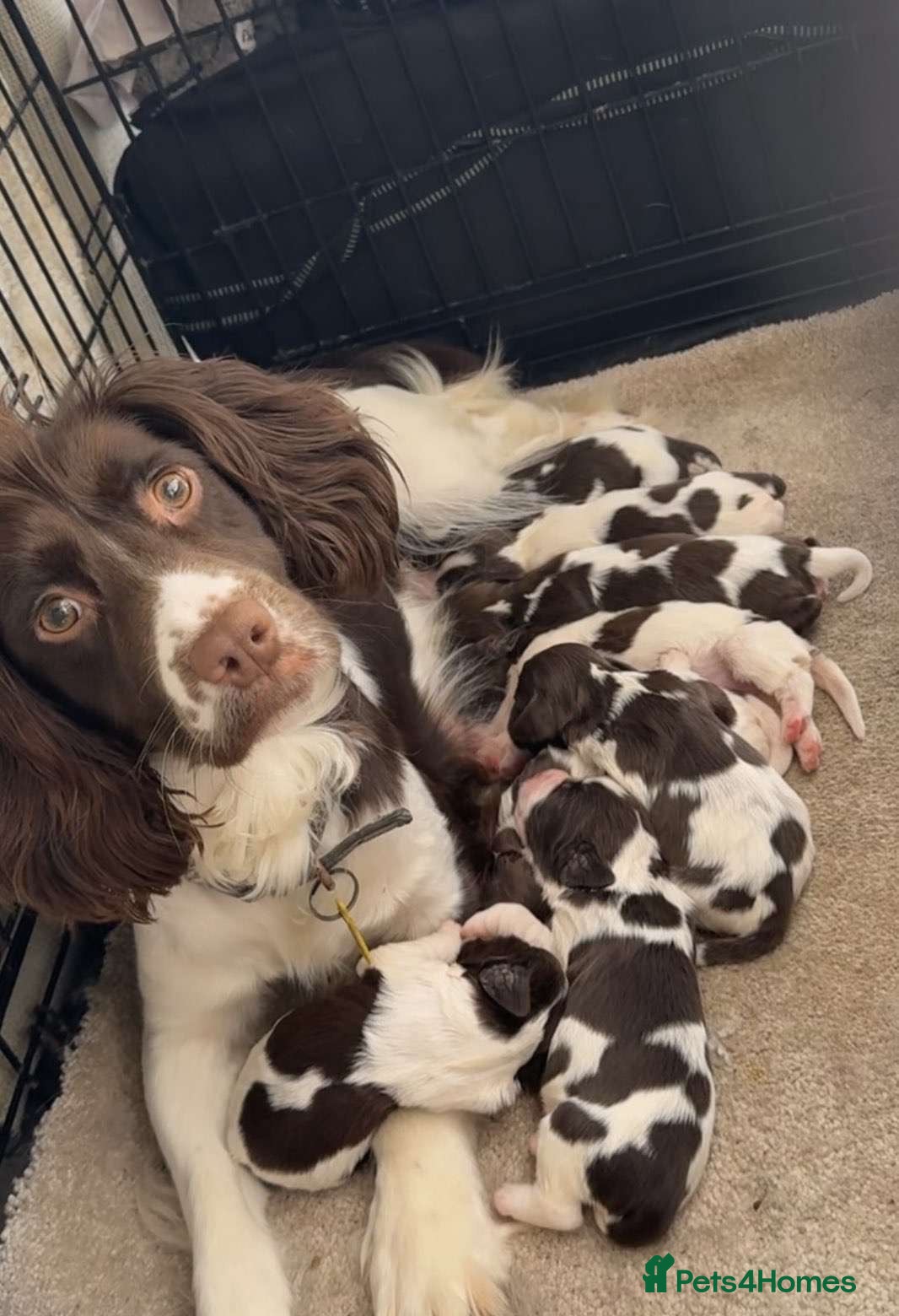 English Springer Spaniel dogs English springer spaniel puppies - Advert 2