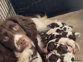 English Springer Spaniel dogs English springer spaniel puppies - Advert 1
