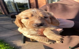Cocker Spaniel dogs for sale: KC registered cocker spaniel pups for sale  - Image 9