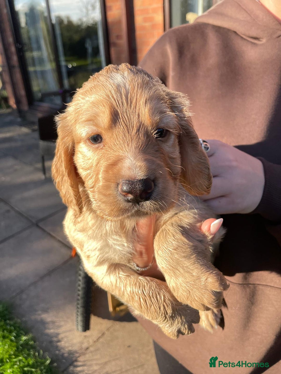 Cocker Spaniel dogs for sale: KC registered cocker spaniel pups for sale  - Image 9