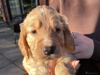 Cocker Spaniel dogs - Advert 27