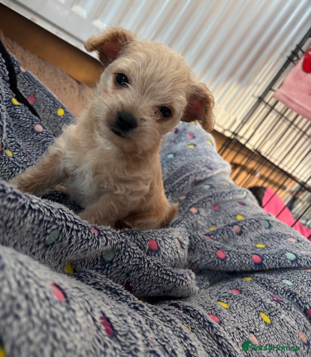 Chipoo dogs for sale: ChiPoo Puppies  - Advert 2