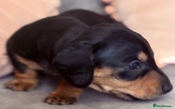Miniature Dachshund dogs for sale: Beautiful unique babies  - Image 3