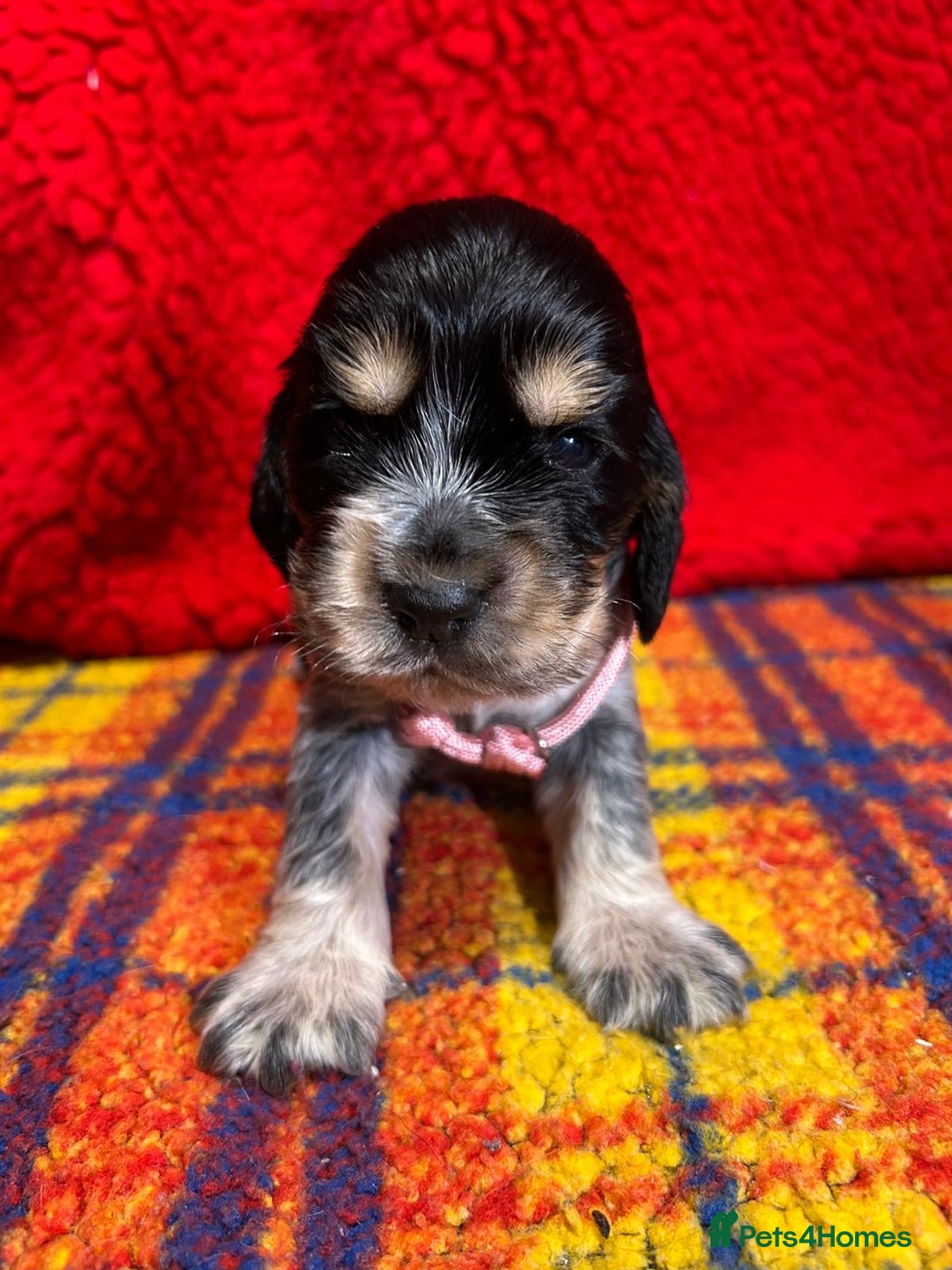 Cocker Spaniel dogs for sale: Kc Reg Cocker Spaniels parents DNA Clear  - Advert 12