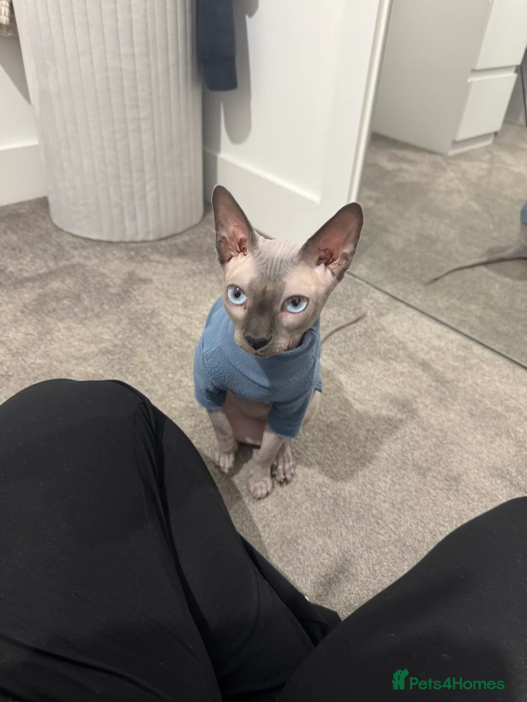 Sphynx cats for sale: Dobby - Advert 1