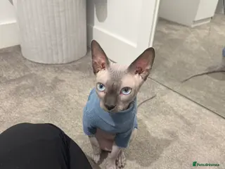 Sphynx cats 4 year old me - Advert 1