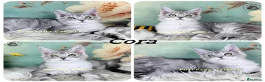 Cora