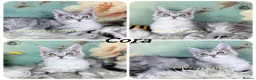 Maine Coon cats for sale: TICA registration Maine coon kittens Ready Now - Advert 5