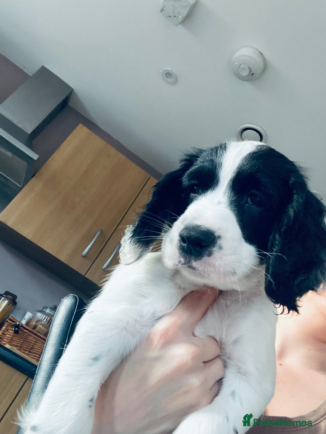 Sprocker dogs for sale: Sprocker spaniel  - Advert 9