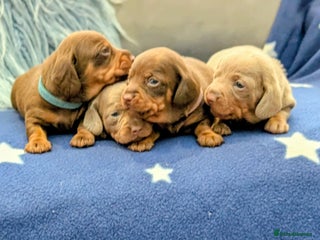 Miniature Dachshund dogs - Advert 11