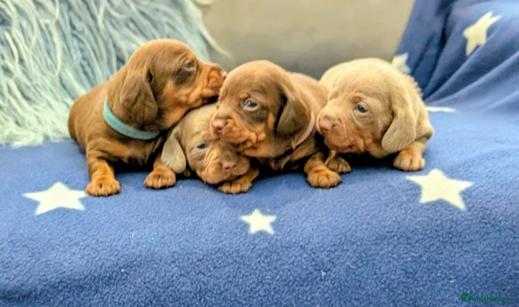 Miniature Dachshund dogs - Advert 25