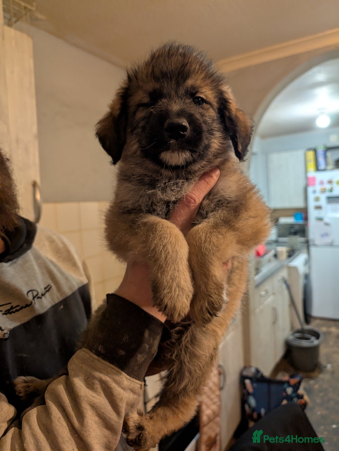 Mixed Breed dogs for sale: Beautiful German shepherd X sproodle pups - Advert 8