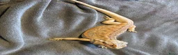 Bearded Dragon reptiles for sale: Lovely Breaded Dragon for sale in Retford - Advert 2