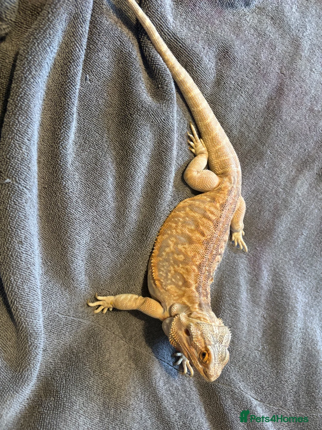 Bearded Dragon reptiles for sale: Lovely Breaded Dragon for sale in Retford - Advert 2