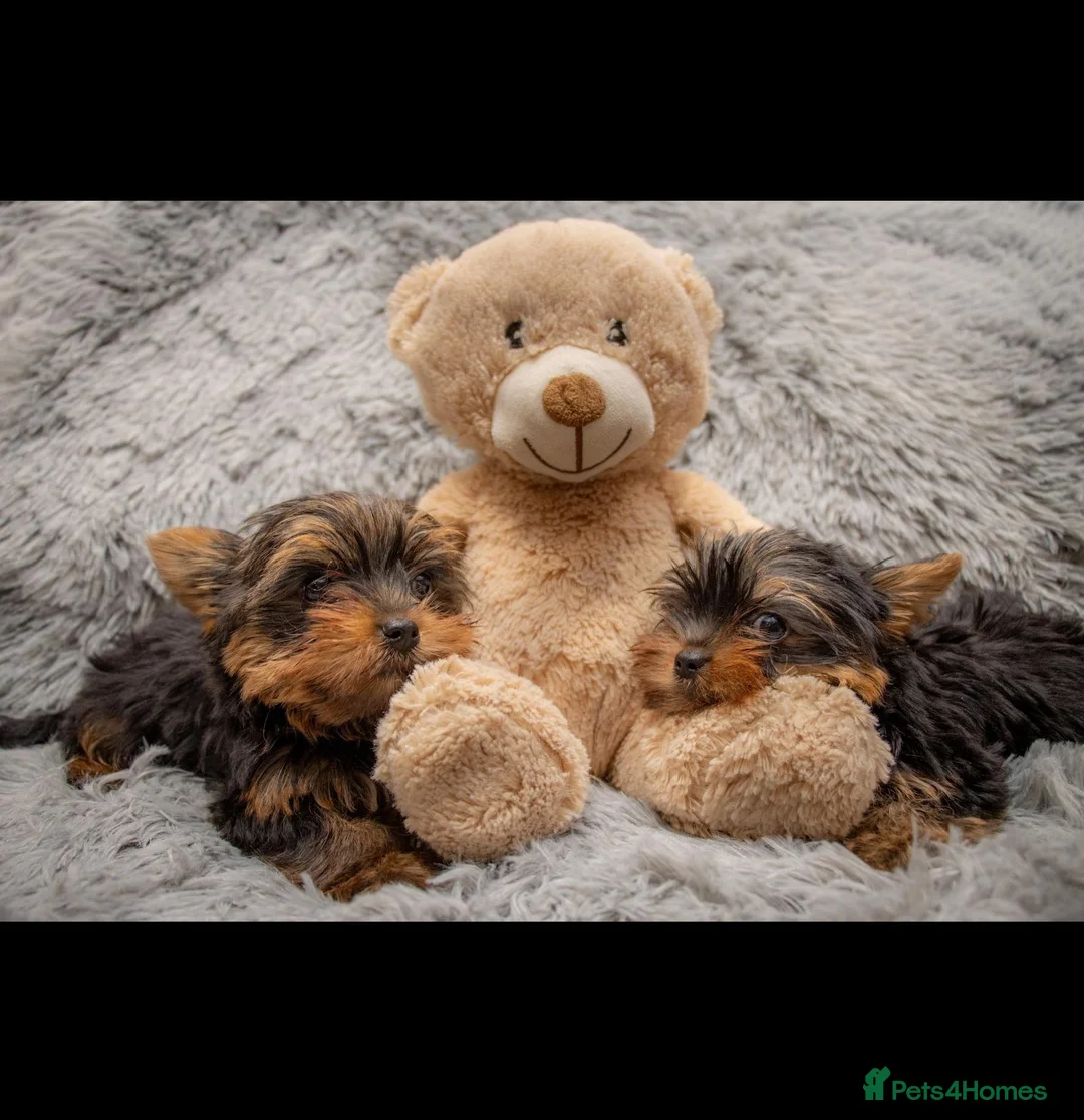 Yorkshire Terrier dogs for sale: Two K.C Yorkshire terrier boys champion bloodlines - Advert 1