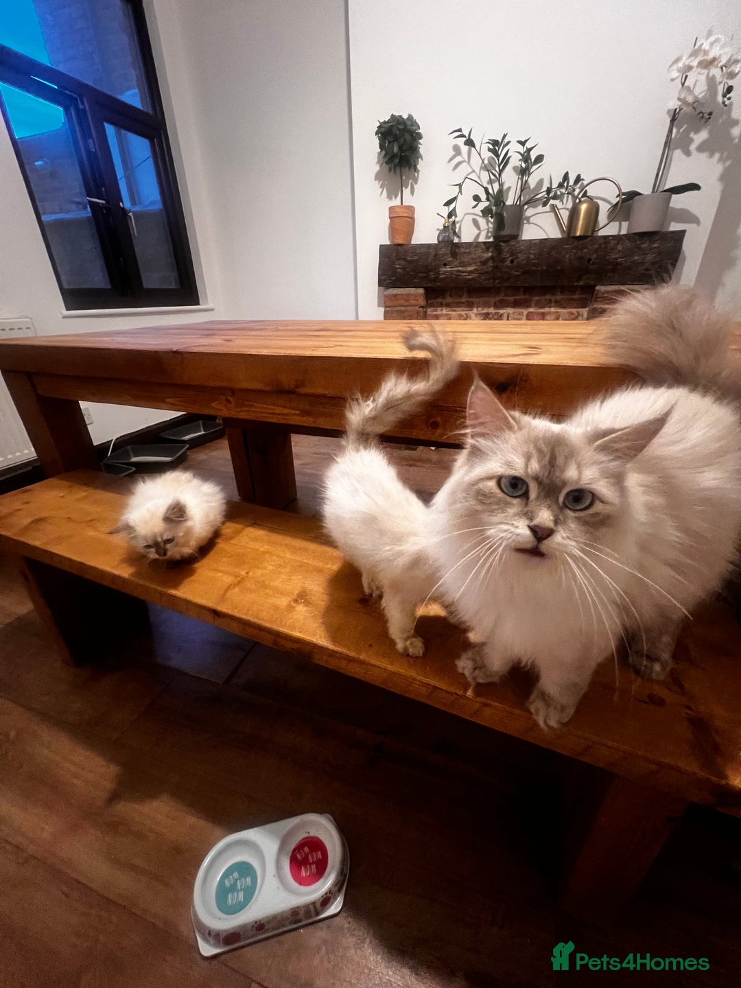 Siberian cats for sale: Three Siberian kittens!! - Image 7